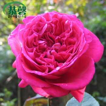 日系灌木秋日胭脂月季花苗 阳台绿植盆栽 灌木月季 浓香切花玫瑰 小苗