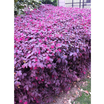 苗圃批发树苗 庭院四季常青绿化苗木 红花继木小苗 绿篱花卉植物 80毛