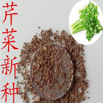 左漫源 绿植盆栽 批发散称蔬菜种子散装西芹种子水芹菜种子香芹种子