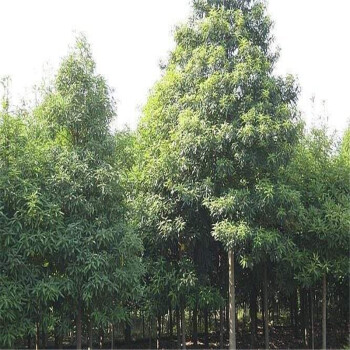 金丝楠木树种子林木种子园林种子花草林木 一斤