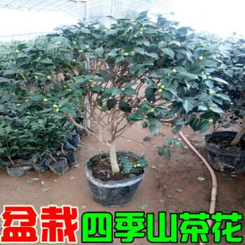 盆栽四季山茶花十八学士六角大红重瓣茶花苗大茶花树室外耐冬茶花 4年