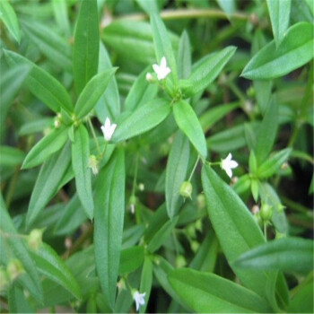月娥 百花蛇舌草种子蛇舌草种子药材种子花草林木 半斤