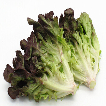 红橡叶 橡叶生菜 红叶生菜 生菜 蔬菜 新鲜 500克 500g图片