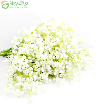 家庭种植套餐 花卉香草种子组合 柠檬香蜂草(2