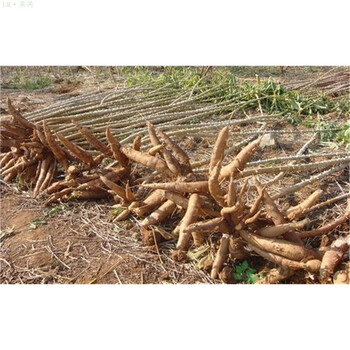 莱芮木薯苗面包木薯无苦味黄白正宗面包木薯苗当年种当年丰收 20厘米