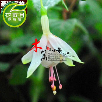 倒挂金钟 灯笼花吊钟海棠盆栽 花卉 植物用于装饰阳台