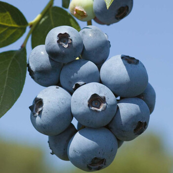 锦枫 盆栽地栽【蓝莓苗】当年结果蓝莓果树苗