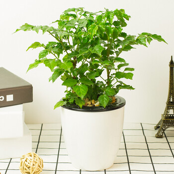 Hodo红豆 小富贵幸福树花卉绿植盆栽水培植物