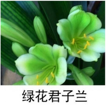 爱之蔓 圆头和尚君子兰 君子兰盆栽 君子兰苗室内花卉