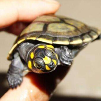 深水龟活体乌龟水族宠物观赏龟黄头龟吃垃圾清洁龟 黄头龟8-9cm