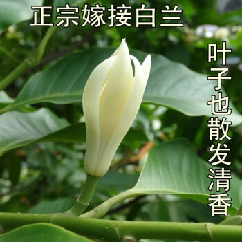 正宗嫁接白兰花苗白玉兰花树苗 白兰苗黄桷兰黄兰盆栽