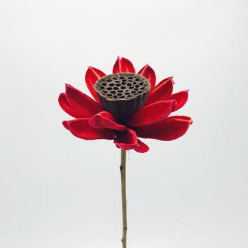 fghgf 干莲花雪莲花束菩提文艺莲花菩提子绢花家居花莲花木供佛莲蓬图片