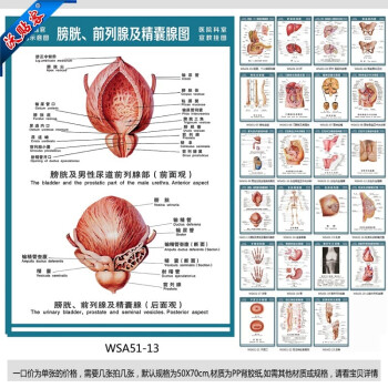 沃贴客 医院科室挂图 结构图 膀胱及男性尿道部图 宣传画wsa51-13 户