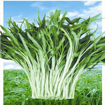 柳叶空心菜 蔬菜种子菜籽 阳台庭院种菜种植高出芽率简装30粒