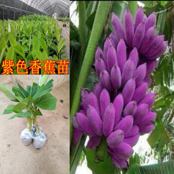 香蕉苗紫色香蕉苗 马来西亚红香蕉苗 香蕉树苗皇帝蕉苗矮化种苗 30-40