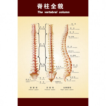 脊椎柱全貌示意图 疾病健康疗法挂图 人体穴位挂图 医院宣传挂图d 24