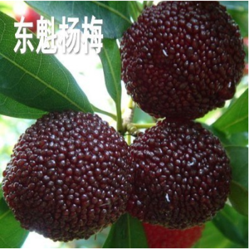 正宗东魁杨梅树苗南方北方种植果树苗包成活当年结果杨梅苗 8年苗拍下