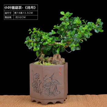小叶福建茶盆景盆栽禅意绿色花木办公室植物客厅四季常青室内绿植