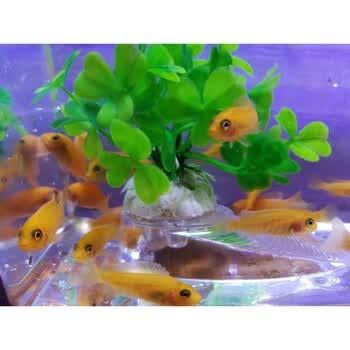 锦鲤观赏鱼淡水冷水鱼锦鲤活体草金鱼宠物鱼种锦鲤鱼