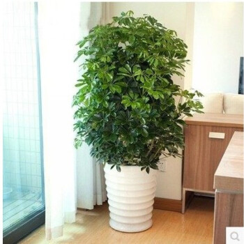 常绿盆栽花卉植物 鸭脚木 七叶莲 鹅掌柴 观叶绿植 鸭掌木 吸毒王 70