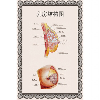 装饰字画女性乳房结构图矢状解剖图胸部健康疾病针灸全身经络穴位海报