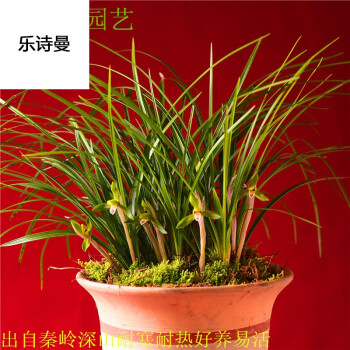 乐诗曼秦岭野生下山兰春兰蕙兰精品带花苞兰花耐寒好养易活绿植盆景