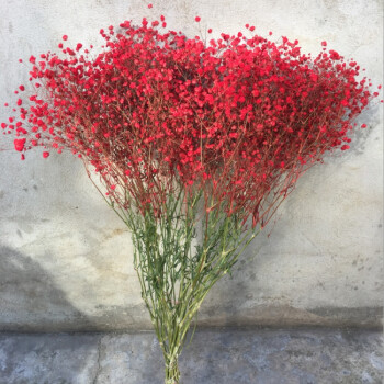 满天星永生花干花花束鲜花客厅装饰插花薰衣草真花 红色 满天星超大束