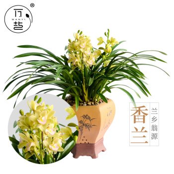 花明柳媚兰花苗带花苞企黑墨兰建兰叶绿植花卉盆栽绿植物连体香兰春兰