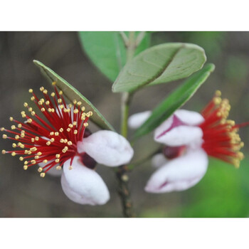 棒棒糖型 适合栽种范围广 费约果 斐济果 菲油果树苗 菲油果苗 6年毛