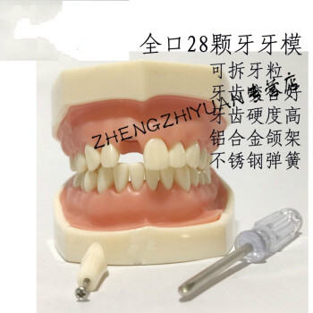 致源 口腔仿真头模牙粒备牙练习软牙龈可拆卸牙齿教学