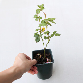 蔷薇日本月季玫瑰花卉欧月盆栽苗阳台浓香芳香 蔷薇 v9花盆 不一定带