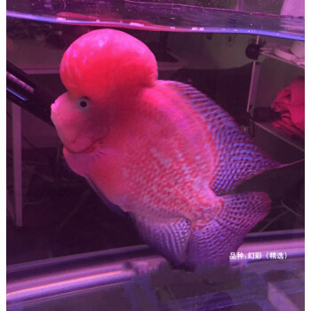 罗汉鱼苗鱼苗幻彩金花活体热带鱼观赏鱼泰国金花鸿运珍珠红德萨斯