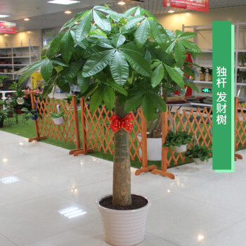 大型植物 三层摇钱树 散尾葵 发财树 平安树盆栽花卉