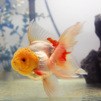 泰狮金鱼活体 红狮头 水族精品观赏鱼 宠物鱼 淡水鱼苗 7-8cm红泰狮