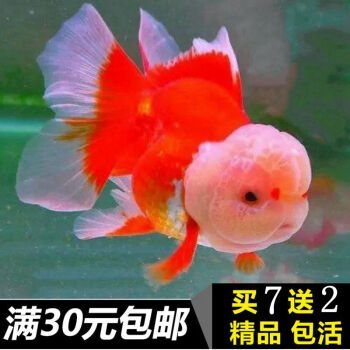 森森精品红白泰狮金鱼活体观赏鱼水族宠物国狮冷淡水鱼狮头国粹包活