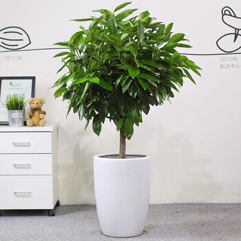 琴叶榕 室内花卉 盆景植物发财树盆栽 客厅创意大型绿植 净化空气 大图片