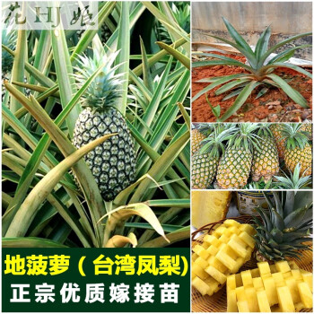 花姬台湾凤梨地菠萝苗果树苗木嫁接苗地栽盆栽南方种植阳台当年结果
