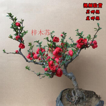 海棠花 盆栽四季海棠花日本海棠盆景树桩海棠果室内绿植花卉盆栽 11年