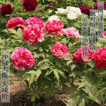 花明柳媚牡丹苗菏泽牡丹花苗复色牡丹花洛阳牡丹花苗绿植盆景花卉