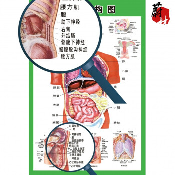 蔚林人体内脏解剖示意图医学宣传挂图人体器官心脏结构图医院海报 48
