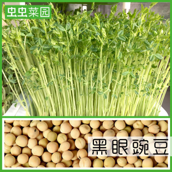 芽苗菜种子豆芽菜纸上种菜小麦草萝卜豌豆松柳香椿空心菜秋葵蔬菜 黑