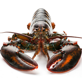 【活鲜】保新 加拿大进口鲜活波士顿龙虾 波龙 海鲜水产 450-550g/只