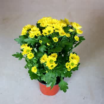 四季开迷你菊花浴花谷花卉盆栽阳台观花带花植物荷兰美人菊花苗千头菊