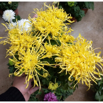 娴雅 菊花苗带花千头菊九月菊盆栽菊花盆栽绿植四季大