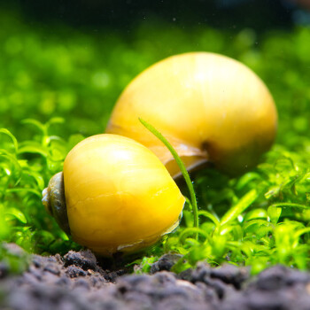 水族大师 神秘螺观赏螺活体除藻螺 水族箱鱼缸除藻除草抑制草缸水草