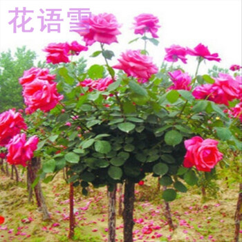 树状月季盆景月季树玫瑰树桩苗红玫瑰苗大花月季树黄玫瑰花苗树桩