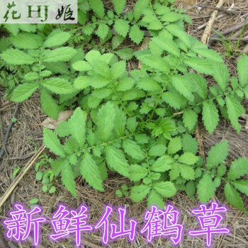 花姬仙鹤草苗 野生新鲜仙鹤草/脱力草/龙牙草 子母草