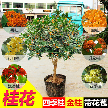 郁鑫元 桂花树苗 嫁接桂花苗盆栽四季桂丹桂金桂沉香桂庭院室内植物
