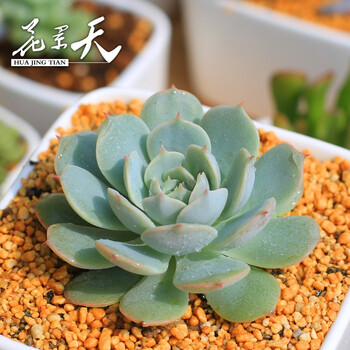花景天|多肉植物雪域 盆栽多肉绿植 静夜 鲁氏杂