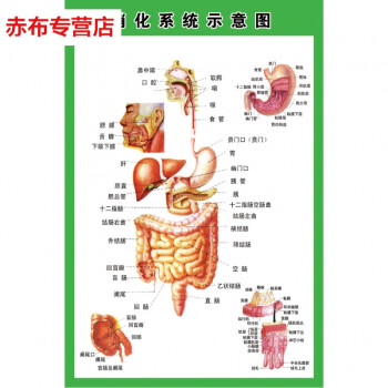 消化肠道结构示意图医学宣传挂图人体器官医院布置海报图片 70寸